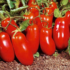 5 Pack san marzano Tomato Plant - Heirloom Paste Tomato - 2.5" Pot 222546