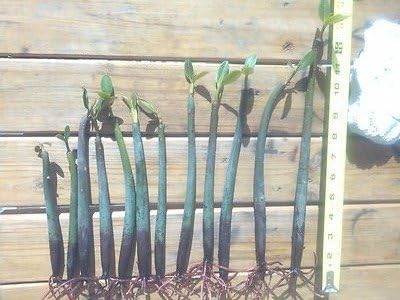 8 Healthy Strong Red Mangrove Seedlings