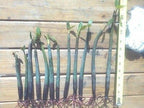 8 Healthy Strong Red Mangrove Seedlings