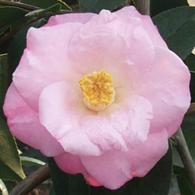 Blooming & Beautiful - April Remembered Camellia - 3 gal - Evergreen Shrub - Large Bright Rosy Red Peony Form Blooms - Zones 7-9 - Camellia Japonica ‘April Remembered’ - 3 Gallon Pot