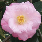 Blooming & Beautiful - April Remembered Camellia - 3 gal - Evergreen Shrub - Large Bright Rosy Red Peony Form Blooms - Zones 7-9 - Camellia Japonica ‘April Remembered’ - 3 Gallon Pot