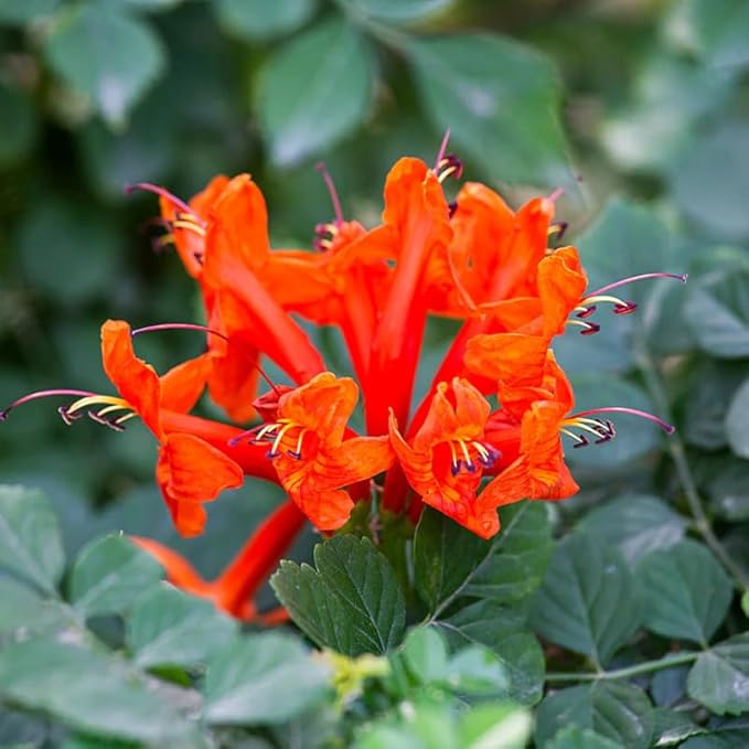 Fragrant Orange Honeysuckle Plants Live Vines, Perennial Lonicera Tecoma Honeysuckle Plants, 5 to 9 Inches Tall