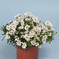 RedCrocus White Out Candytuft | Evergreen Perennial for Borders, Rock Gardens & Containers | Drought Tolerant, Non-Toxic & Pet Safe | Spring Bloom | Full Sun 1 Gallon (Pack of 15)