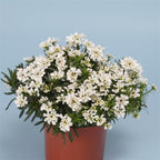 RedCrocus White Out Candytuft | Evergreen Perennial for Borders, Rock Gardens & Containers | Drought Tolerant, Non-Toxic & Pet Safe | Spring Bloom | Full Sun 1 Gallon (Pack of 15)