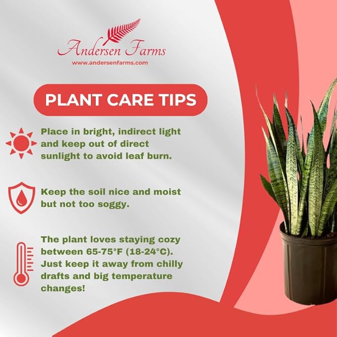 Sansevieria Zeylanica Live Plant Indoor/Outdoor in 10 in Grower Pot