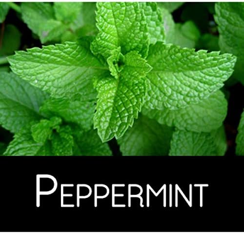 Peppermint Live Edible Aromatic Herb Plant, Pet Friendly, Part Shade, 2 Pack