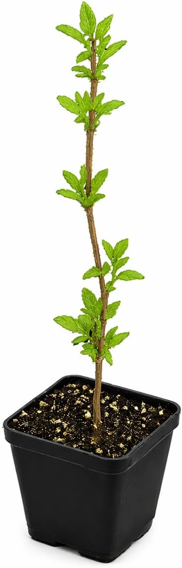 Sweet Mock Orange Shrub - 6-12" Tall Live Plant - Mockorange Bush - Fragrant White Blooming Ornamental Plant - Philadelphus coronarius
