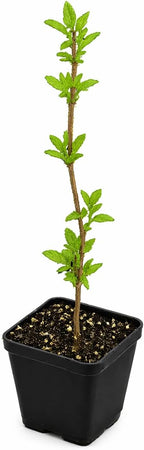Sweet Mock Orange Shrub - 6-12" Tall Live Plant - Mockorange Bush - Fragrant White Blooming Ornamental Plant - Philadelphus coronarius