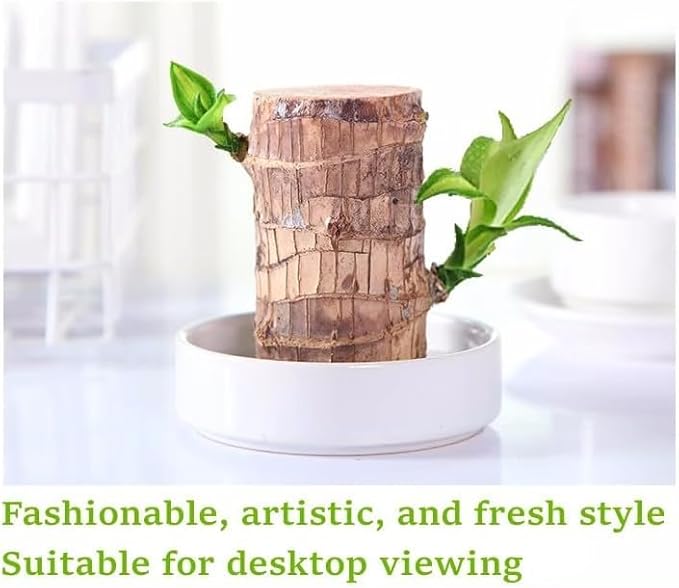 Brazilian Wood Plant,Mini Brazil Lucky Wood,Swelling Stage,Nearing Germination Lucky Tree,Budding Takes just 7-15 Days,Brazilian Tree Perfect for Home,Office Desktop Decoration (with Panda Statue)