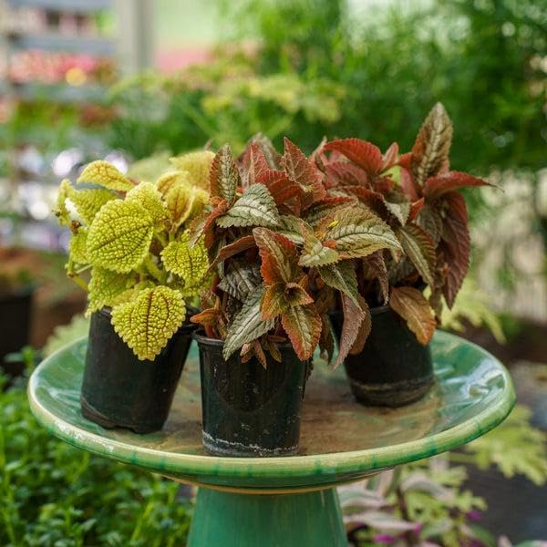 RedCrocus Pilea Assorted Indoor Plant- Decorative Foliage, Pet Safe, Easy Care, Versatile for Home & Office 8" Hanging Basket
