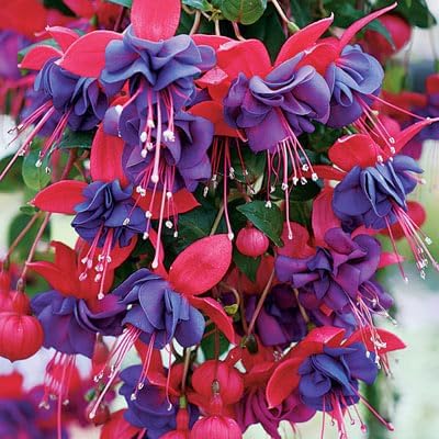Live Fuchsia Plants, Purple and Red Flowers, 4 to 6 Inches Tall, Set of 2, Indoor Outdoor Gardening