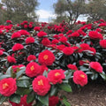 9 Months Old Camellia Tree Live Plant, Camellias Plants Shrub, Large Flower Well-Rooted in Pot, Indoor Outdoor, Cold Hardy (Red)