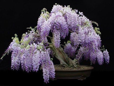 Blue Moon Wisteria Vine - Massive Foot Long Fragrant Flowers - Attract Hummingbirds - 2 - Year Plant by - Japanese Maples and Evergreens