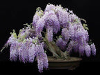Blue Moon Wisteria Vine - Massive Foot Long Fragrant Flowers - Attract Hummingbirds - 2 - Year Plant by - Japanese Maples and Evergreens