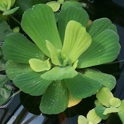 Floating Plants and Water Lily Tuber Bundle – Live Aquatic Plants for Ponds & Aquariums