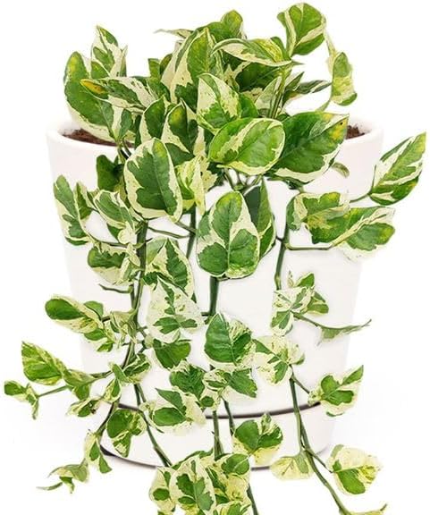 Pothos N’Joy – 6" Live Plant | Variegated Pothos | Easy Care Indoor Plant | Hanging or Climbing Vine | Air Purifying Tropical Houseplant