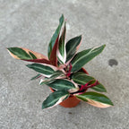 Stromanthe Triostar Live Plant in - Stromanthe Triostar Live Plants - Easy to Grow Air Purifying Indoor House Plants Flowers for Home Office Wedding Decor & Birthday Gift (4")(Heat Pack Included)