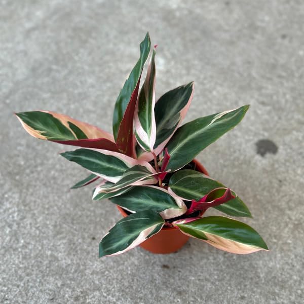Stromanthe Triostar Live Plant in - Stromanthe Triostar Live Plants - Easy to Grow Air Purifying Indoor House Plants Flowers for Home Office Wedding Decor & Birthday Gift (4")(Heat Pack Included)