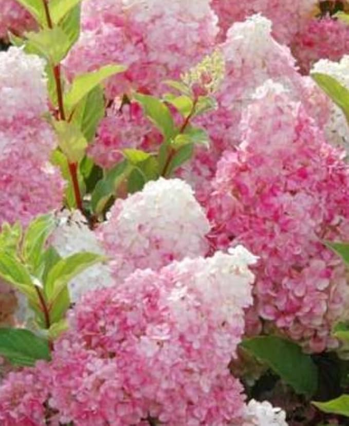 Vanilla Strawberry Hydrangea Tree Live Plant, Pink and White Flowering Shrub, Live Garden Plant - Ships Bare Root