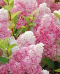 Vanilla Strawberry Hydrangea Tree Live Plant, Pink and White Flowering Shrub, Live Garden Plant - Ships Bare Root