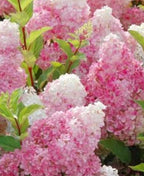 Vanilla Strawberry Hydrangea Tree Live Plant, Pink and White Flowering Shrub, Live Garden Plant - Ships Bare Root
