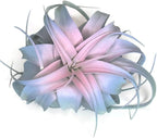 XL Xerographica Colored Air Plant, Live Tillandsia House Plant, Easy Care Indoor Outdoor, Great Gift, Healthy Arrival Guaranteed (Rainbow #4)