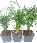*Three Victorian Parlor Palm Chamaedorea Indestructable 2.5 Pot