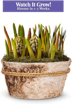 From You Flowers - Rainbow Bulb Garden for Birthday, Anniversary, Get Well or Celebration