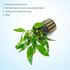 SubstrateSource Cryptocoryne Live Aquarium Plants - Freshwater Plant for Aquariums, Planted Fish Tanks - Beginner Friendly (Petchii, 1 Pot (3-5 Plants))
