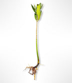 Generic AquaGardens | Red Mangrove - Live Plant (Medium), Green