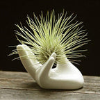 3 Pack Air Plants Holders Ceramic Mini Hand Shape Stand Tillandsia Holder Small Container Pot Hand Shape Small Container Airplant Display Container Pot Plant Decorative Home Decor