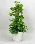 RedCrocus Pothos, Devil's Ivy- Assorted Epipremnum aureum Indoor Plant, Trailing, Easy Care, Air Purifier, Pet Safe for Humans 10" Pot