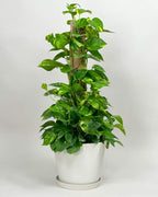 RedCrocus Pothos, Devil's Ivy- Assorted Epipremnum aureum Indoor Plant, Trailing, Easy Care, Air Purifier, Pet Safe for Humans 10" Pot