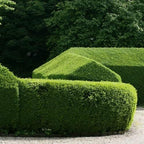 5 Privet Shrubs/Bushes - 18-24" Tall Seedlings - Live Plants - Privacy Hedges - Ligustrum