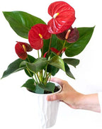 From You Flowers - Anthurium Plant for Birthday, Anniversary, Get Well or Celebration