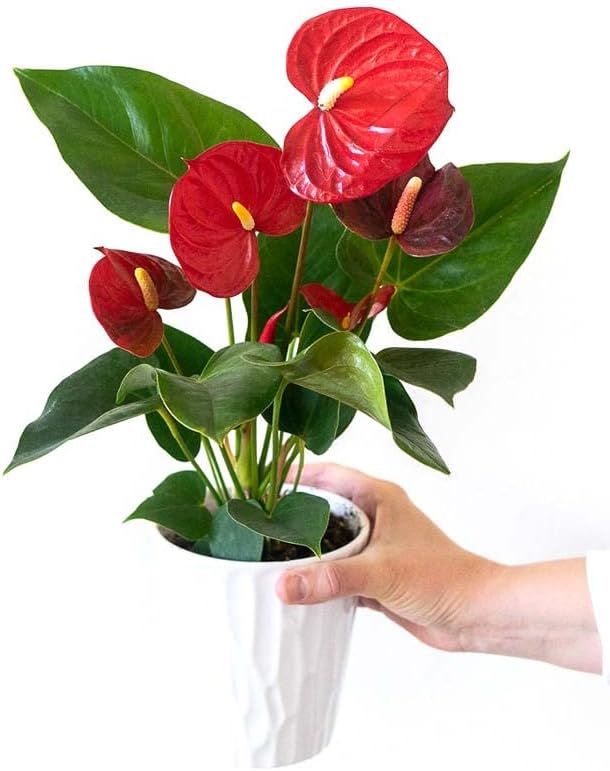 From You Flowers - Anthurium Plant for Birthday, Anniversary, Get Well or Celebration