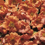 Outsidepride Tangerine Moss Rose Seeds - 500 Pcs Annual, Drought & Heat Tolerant, Pollinator Friendly Ground Cover Seeds for Planting w/Vibrant Blooms & Succulent Foliage, Ideal for Xeriscaping