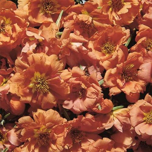 Outsidepride Tangerine Moss Rose Seeds - 500 Pcs Annual, Drought & Heat Tolerant, Pollinator Friendly Ground Cover Seeds for Planting w/Vibrant Blooms & Succulent Foliage, Ideal for Xeriscaping