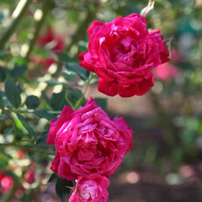 Deep Pink Climbing Roses Live Plants 7 Months Old, Rose Bushes Ready to Plant 5-9" Tall, Very Fragrant, Can Grow As Climber or Bush Tree or Trellises, Walls, Fences