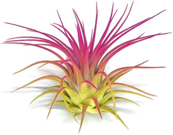 Rainbow Tillandsia Air Plant, Tillandsia Air Plant, Airplant, Air Purification, House Plant, Home Decor & Gift, Live Plant, Healthy Arrival Guarantee (Yellow/Pink)