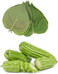 HipGirl Authentic Asian Gourmet Seed Bundle: Green Perilla Shiso (200ct) & Smooth Skin Bitter Melon (10-12ct) | Non-GMO Heirloom Seeds for Summer Gardening, Trellis, & Hydroponics