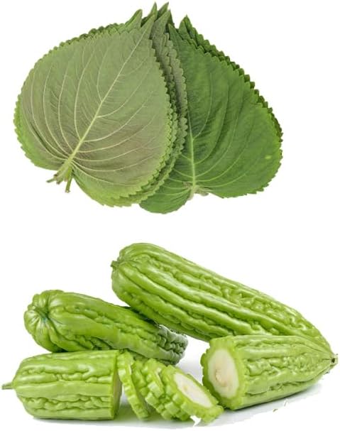 HipGirl Authentic Asian Gourmet Seed Bundle: Green Perilla Shiso (200ct) & Smooth Skin Bitter Melon (10-12ct) | Non-GMO Heirloom Seeds for Summer Gardening, Trellis, & Hydroponics