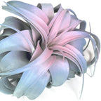 XL Xerographica Colored Air Plant, Live Tillandsia House Plant, Easy Care Indoor Outdoor, Great Gift, Healthy Arrival Guaranteed (Rainbow #4)