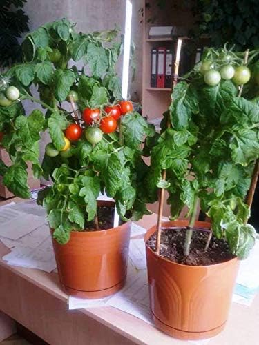 40+ Seeds Indoor Dwarf Tomato Year-Round - Vegetable Red