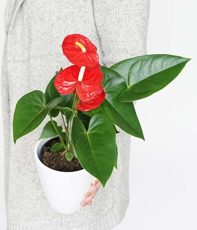 From You Flowers - Anthurium Plant for Birthday, Anniversary, Get Well or Celebration