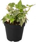 Glacier English Ivy (4 inch) - Air-Purifying Houseplants - 4/6 inch Unique Live Decorative Houseplants - Low-Maintenance Indoor Plants, House Warming Gift, Natural Air Purifier