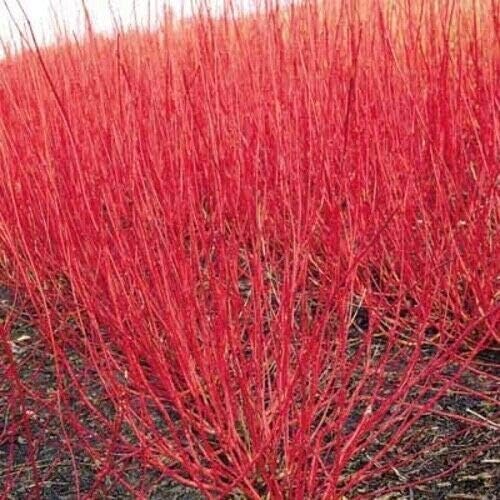 Red Twig Dogwood Shrub/Bush - (Red Osier) - 12-18" Tall Live Plant - Cornus sericea