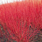 Red Twig Dogwood Shrub/Bush - (Red Osier) - 12-18" Tall Live Plant - Cornus sericea
