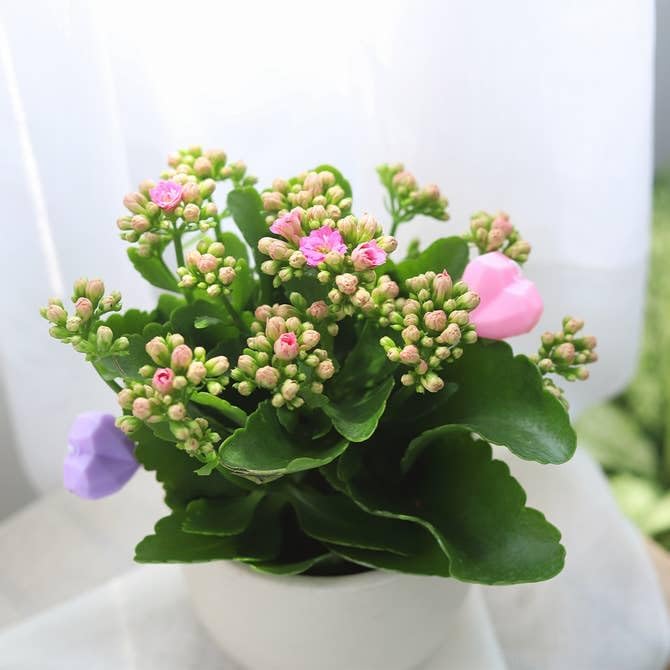 Live Indoor Flowering Houseplants, Pink Kalanchoe blossfeldiana Flaming Katy in 4" Grower Pot, Easy Care Houseplants, Live Plants for Home and Office Decor