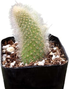 Rare Cactus Plants, 2" Pot Monkey Tail Cactus, Live Succulent Cacti Plants Fully Rooted in Grower Pots, Easy Care House Plant (Short Tail (2-3 inch))